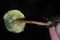 Lepiota trichroma image