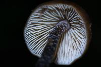 Tephrocybe boudieri image