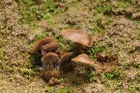 Psilocybe muliercula image