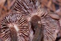 Inocybe calamistrata image