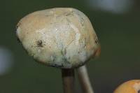 Psilocybe aztecorum image