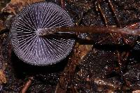 Psilocybe neoxalapensis image