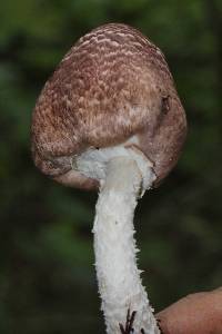 Agaricus subrutilescens image