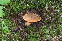 Boletus subvelutipes image