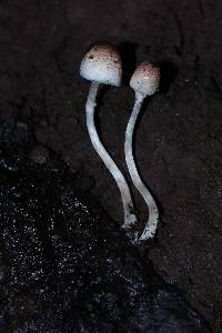 Leucoagaricus caerulescens image