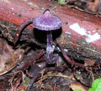 Cortinarius bibulus image