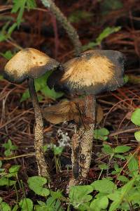 Psilocybe zapotecorum image