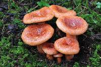 Lactarius salmonicolor image