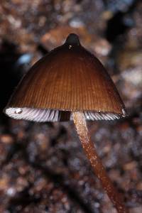 Psilocybe neoxalapensis image