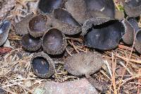 Helvella macropus image