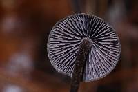 Psilocybe fagicola image