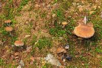 Psilocybe zapotecorum image