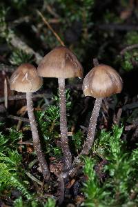 Tephrocybe boudieri image