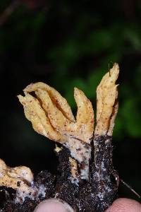 Ramaria stricta image