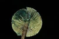 Lepiota trichroma image