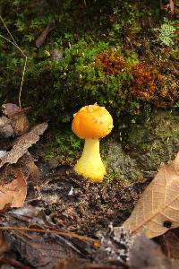 Amanita flavoconia image