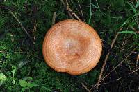 Lactarius salmonicolor image