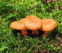 Lactarius salmonicolor image