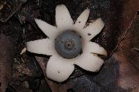 Geastrum saccatum image