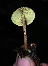 Lepiota trichroma image