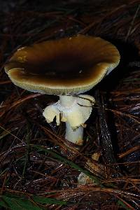 Amanita flavoconia image