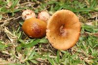 Amanita rubescens image