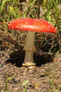 Amanita muscaria subsp. flavivolvata image