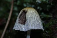 Coprinellus micaceus image