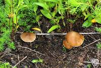 Psilocybe caerulescens image