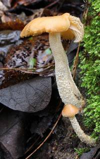 Psilocybe zapotecorum image