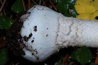 Amanita flavoconia image