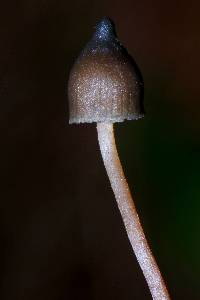 Psilocybe neoxalapensis image