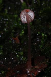 Mycena singeri image