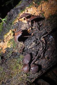 Psilocybe yungensis image