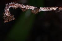 Psilocybe neoxalapensis image