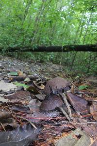 Psilocybe zapotecorum image