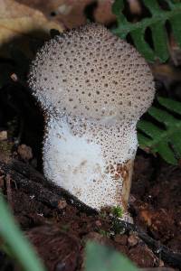 Lycoperdon perlatum image