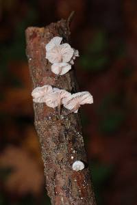 Hemimycena candida image