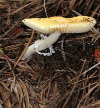 Amanita xylinivolva image