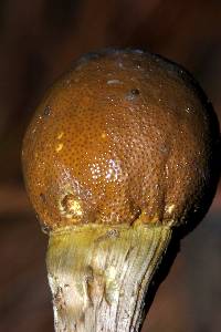 Elaphocordyceps capitata image