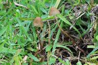 Psilocybe mexicana image