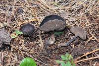 Helvella macropus image