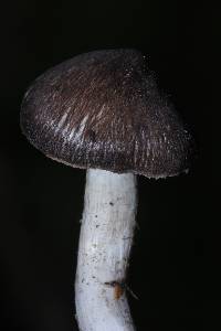 Tricholoma terreum image