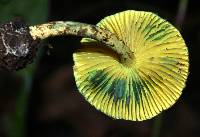 Lepiota trichroma image