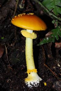 Amanita flavoconia image