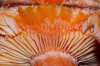 Lactarius salmonicolor image