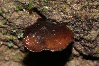 Psilocybe muliercula image