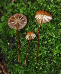 Marasmius siccus image