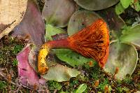 Phylloporus aurantiacus image