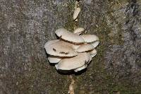 Pleurotus ostreatus image